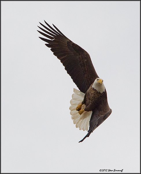 _2SB4046 american bald eagle.jpg